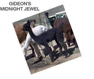 GIDEON\'S MIDNIGHT JEWEL