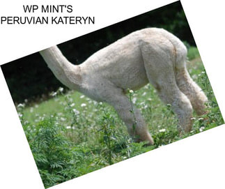 WP MINT\'S PERUVIAN KATERYN