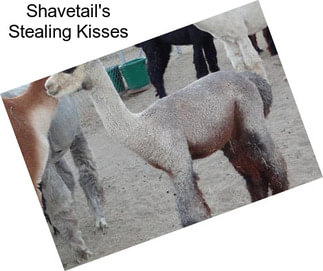 Shavetail\'s Stealing Kisses