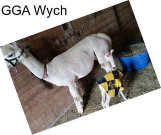 GGA Wych