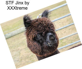 STF Jinx by XXXtreme