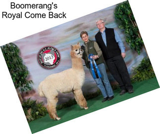 Boomerang\'s Royal Come Back