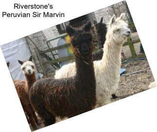 Riverstone\'s Peruvian Sir Marvin