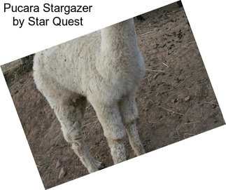 Pucara Stargazer by Star Quest