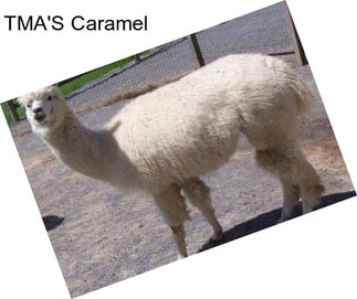 TMA\'S Caramel