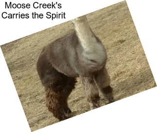 Moose Creek\'s Carries the Spirit