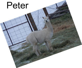 Peter