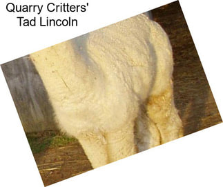 Quarry Critters\' Tad Lincoln