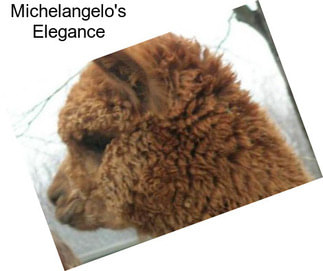 Michelangelo\'s Elegance