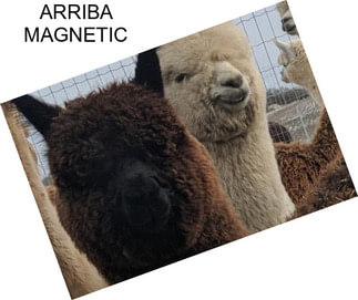 ARRIBA MAGNETIC