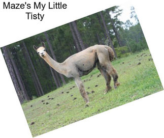 Maze\'s My Little Tisty