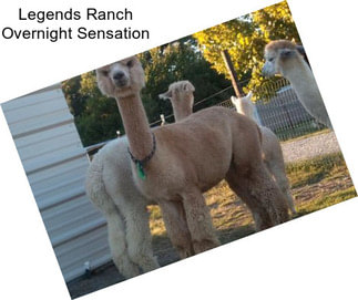 Legends Ranch Overnight Sensation