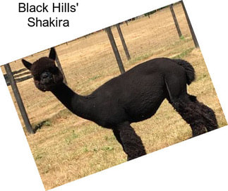 Black Hills\' Shakira