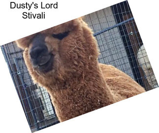 Dusty\'s Lord Stivali