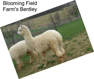 Blooming Field Farm\'s Bentley