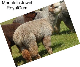 Mountain Jewel RoyalGem