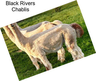 Black Rivers Chablis