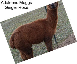 Adaleens Meggs Ginger Rose