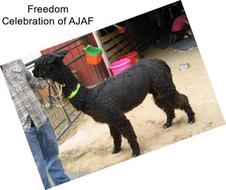 Freedom Celebration of AJAF