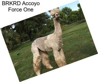 BRKRD Accoyo Force One