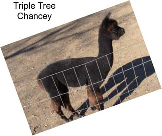 Triple Tree Chancey