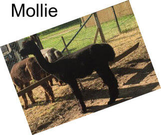 Mollie