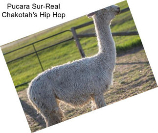 Pucara Sur-Real Chakotah\'s Hip Hop