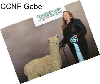 CCNF Gabe