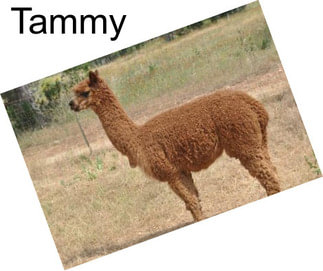 Tammy