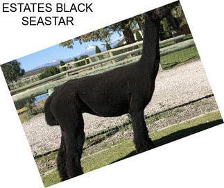 ESTATES BLACK SEASTAR