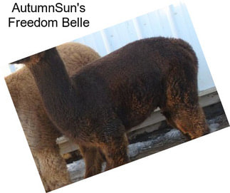 AutumnSun\'s Freedom Belle