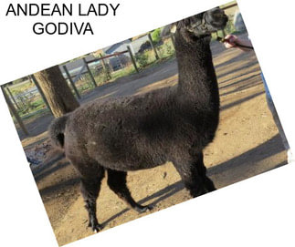 ANDEAN LADY GODIVA