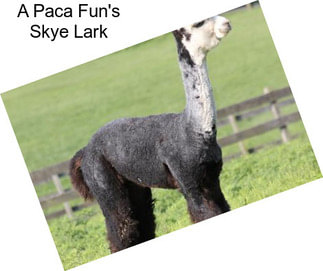 A Paca Fun\'s Skye Lark