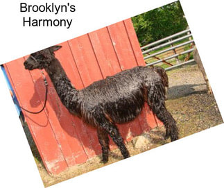 Brooklyn\'s Harmony