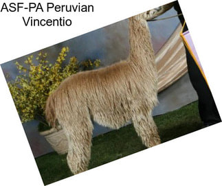 ASF-PA Peruvian Vincentio