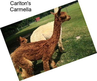 Carlton\'s Carmella