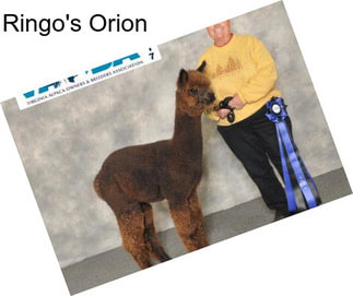 Ringo\'s Orion