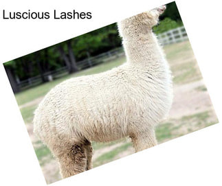 Luscious Lashes