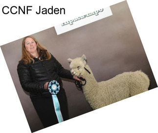 CCNF Jaden