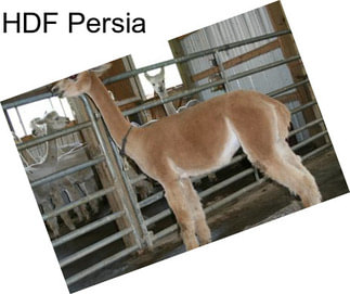 HDF Persia