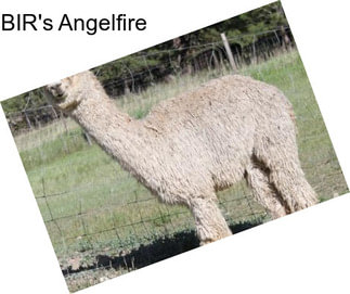 BIR\'s Angelfire