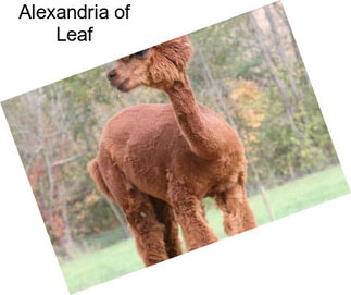 Alexandria of Leaf