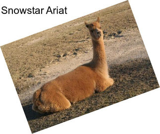 Snowstar Ariat