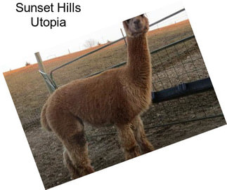 Sunset Hills Utopia