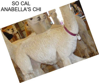 SO CAL ANABELLA\'S CHI