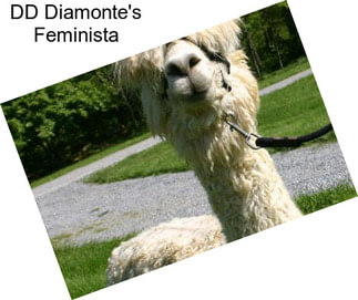 DD Diamonte\'s Feminista