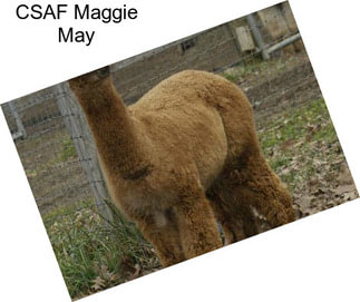 CSAF Maggie May