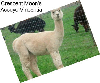 Crescent Moon\'s Accoyo Vincentia