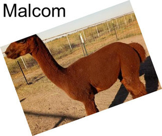 Malcom