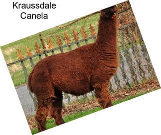 Kraussdale Canela